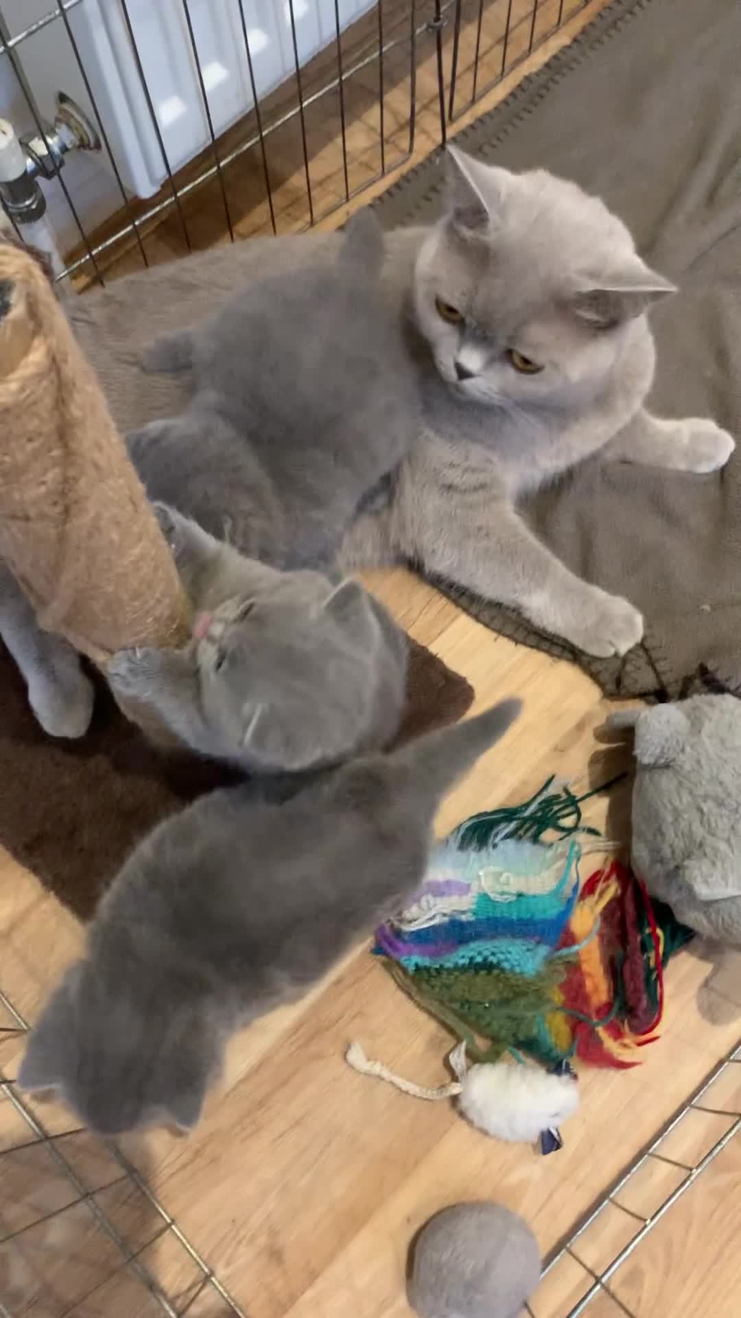 British Shorthair cats for sale: 1 Boy Left-GCCF Pedigr Pure Blue British Shorthair - Video 4