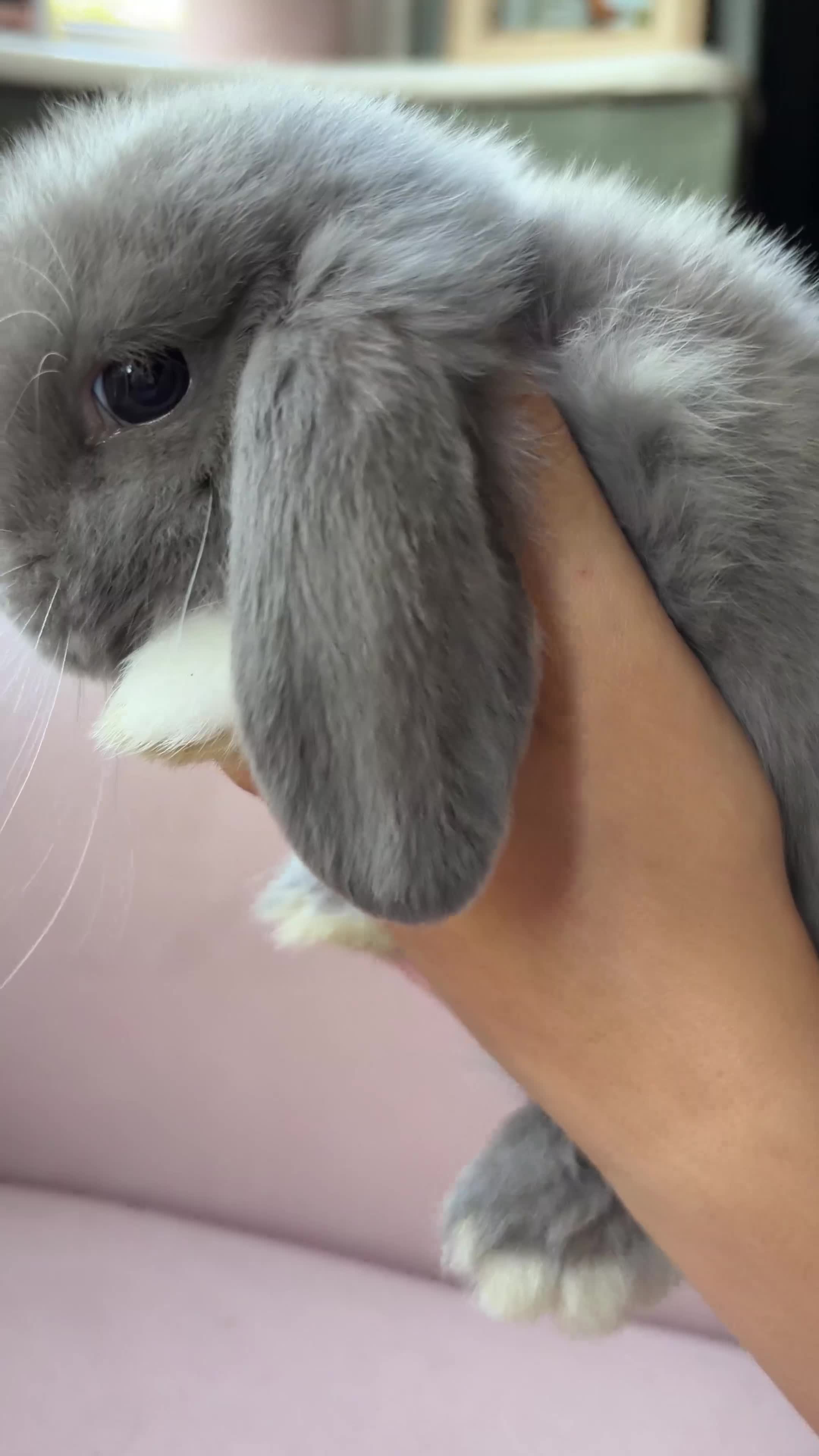 Mini Lop rabbits for sale: Pure mini lop bunnies reared indoors  - Video 1