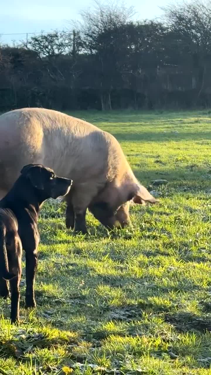 Pig livestock for sale: FRANKIE AND MIDGE THE PIGS in Redruth - Video 2