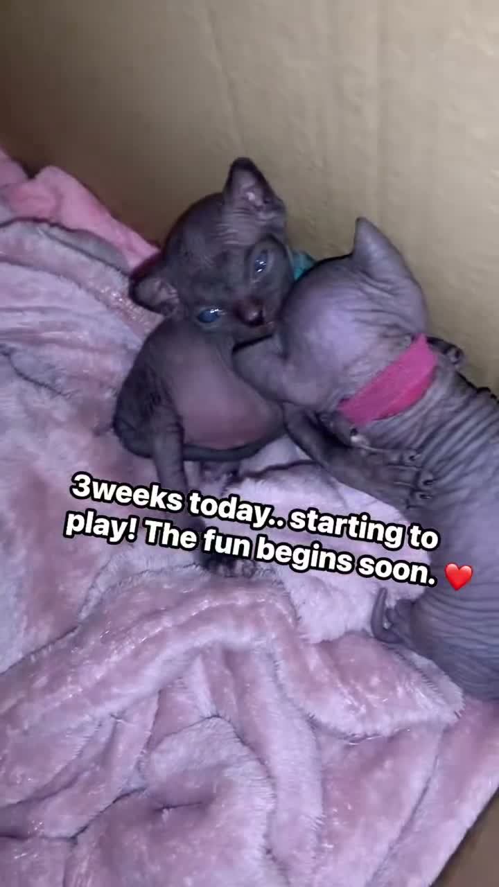 Sphynx cats for sale: Beautiful sphynx kittens  in Blackburn - Video 4