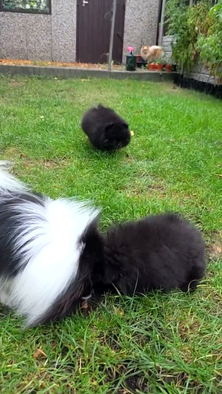 Pomeranian dogs for sale: Kennel Club Registered Pomeranian Puppies - Video 5