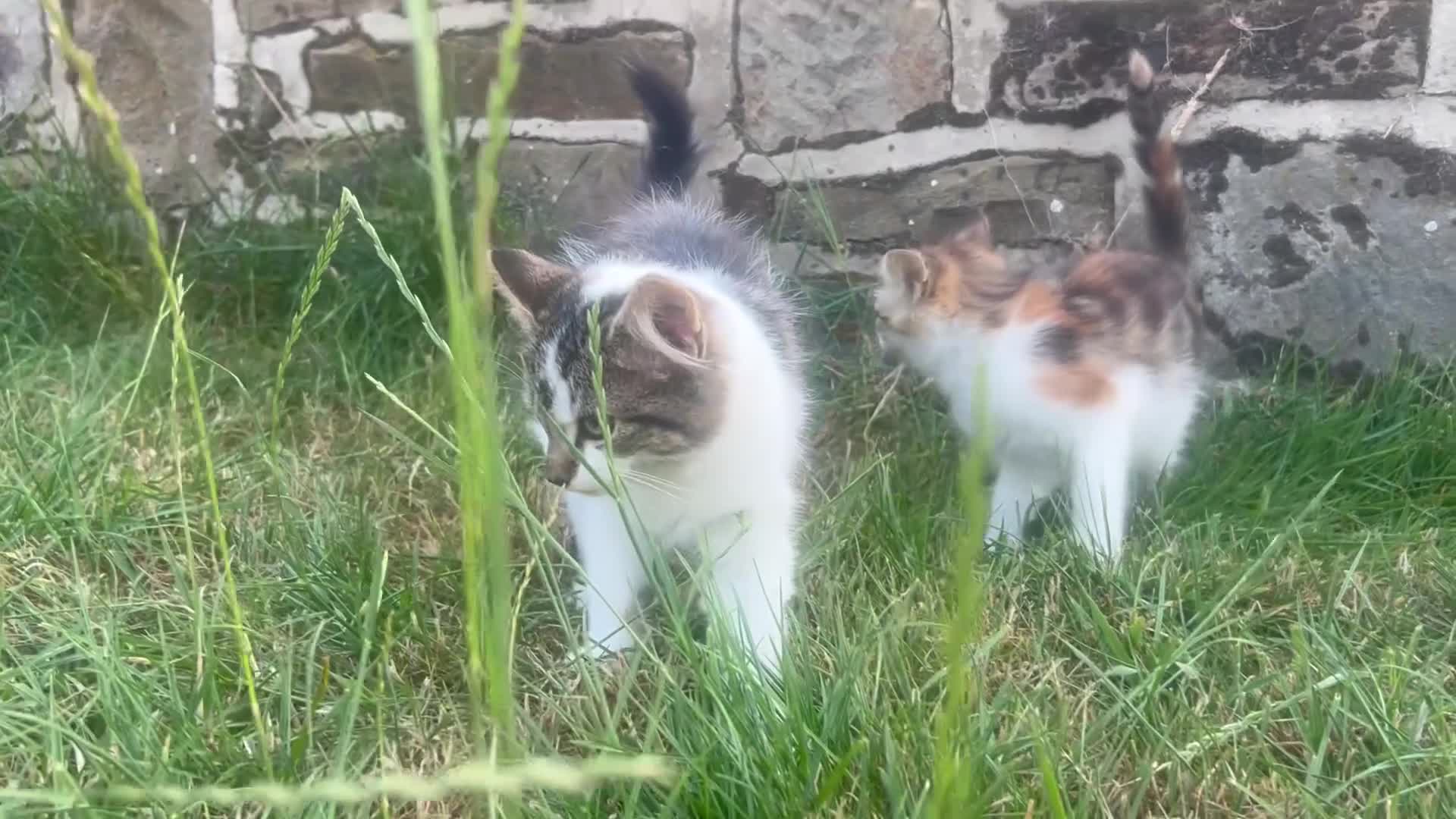 Mixed Breed cats for sale: Beautiful Long haired female kittens. - Video 3