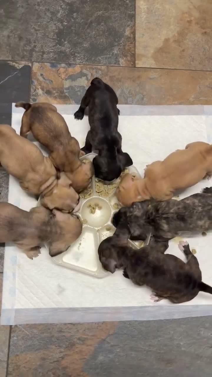 Mixed Breed dogs for sale: Gorgeous Frenchel  puppies (Frenchie x cavalier)  - Video 1