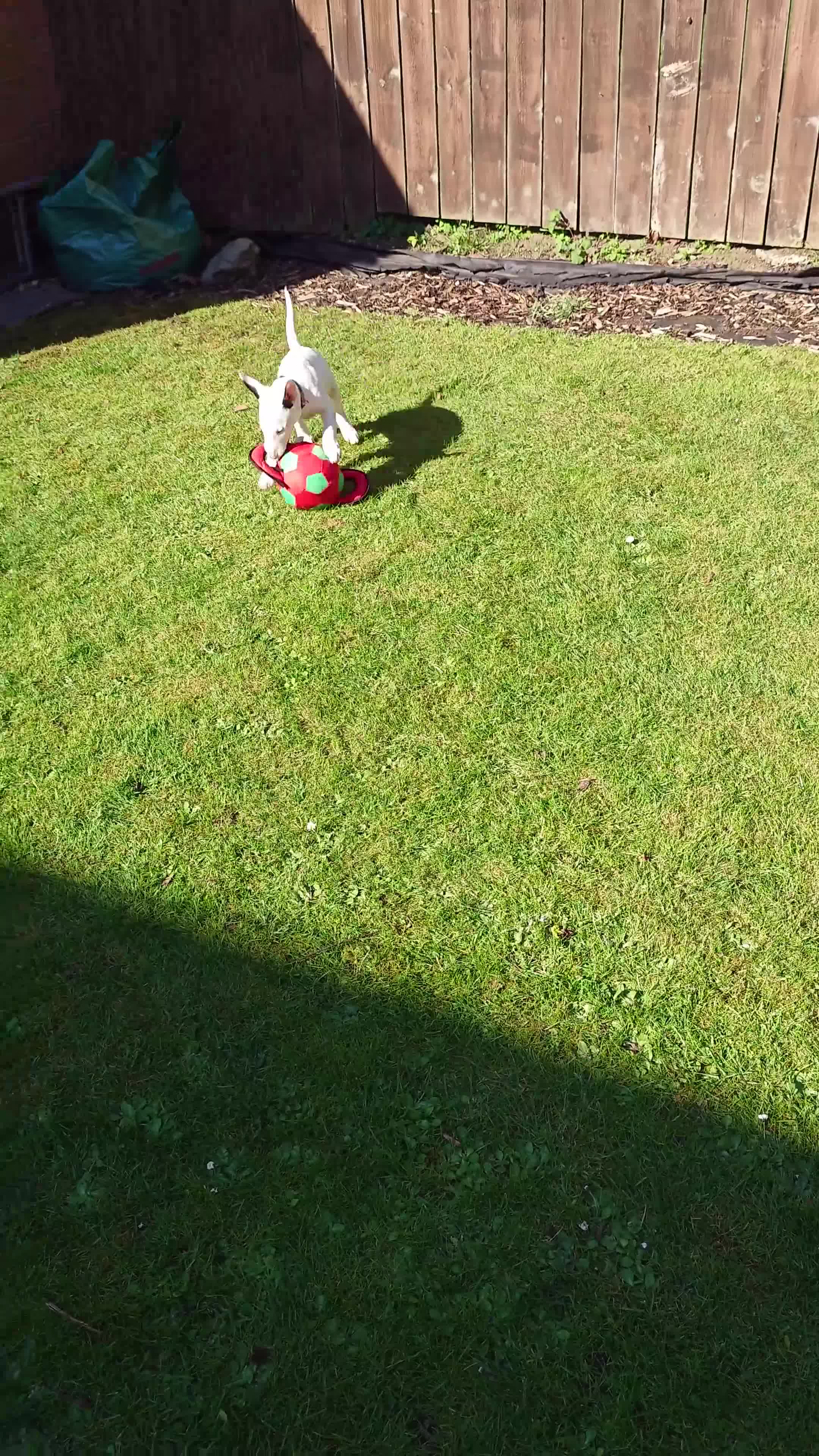 English Bull Terrier dogs for sale: KC REGISTERED ENGLISH BULL TERRIER PUP  - Video 1