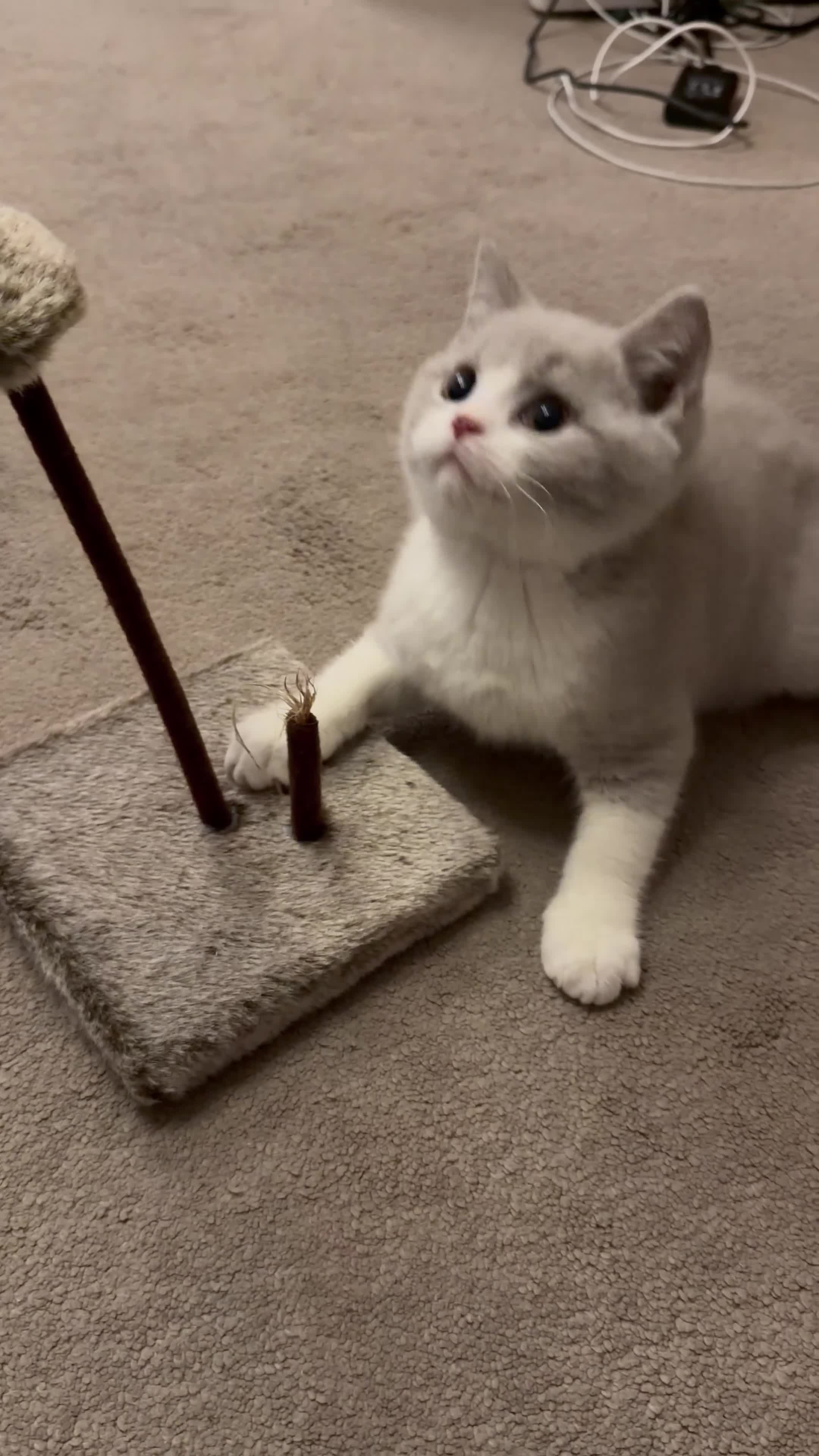 British Shorthair cats for sale: Lilac & White British Shorthair Male - Video 1