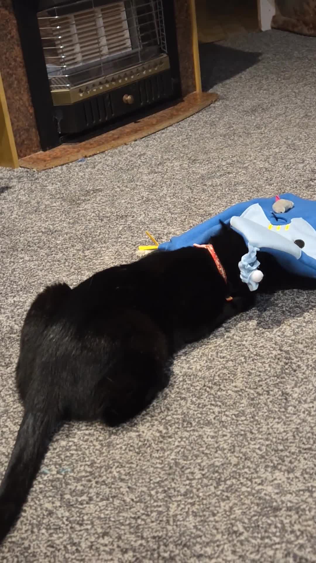 Mixed Breed cats for sale: Shadow - Video 1