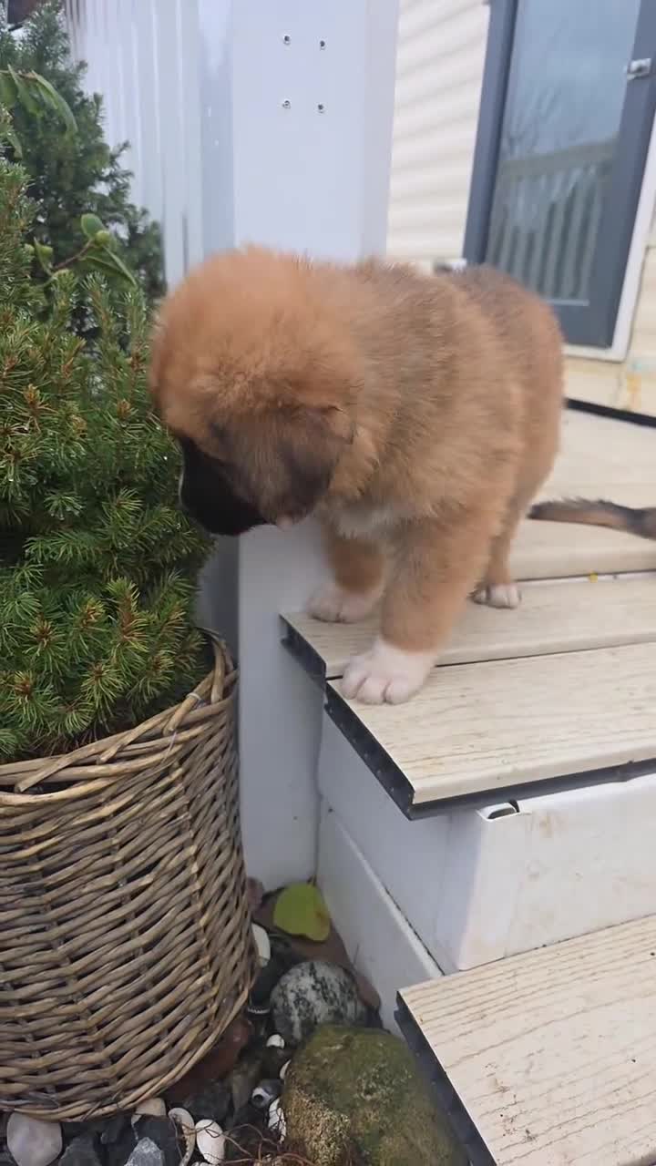 Mixed Breed dogs for sale: Highland Shepherd Puppies!!! - Video 4