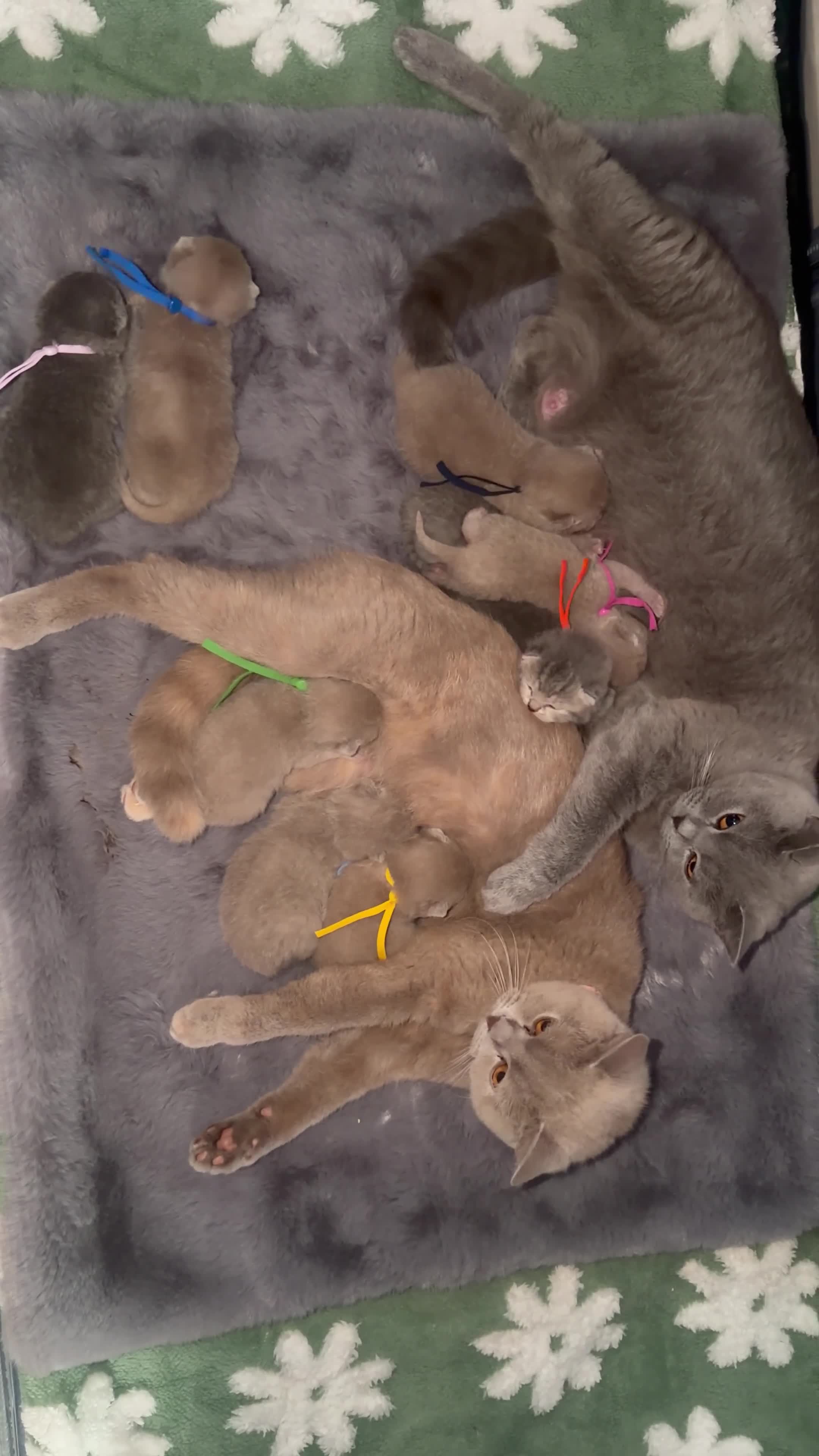 British Shorthair cats for sale: 🐾 9 beautiful British shorthairs 🐾 in Denbigh - Video 1