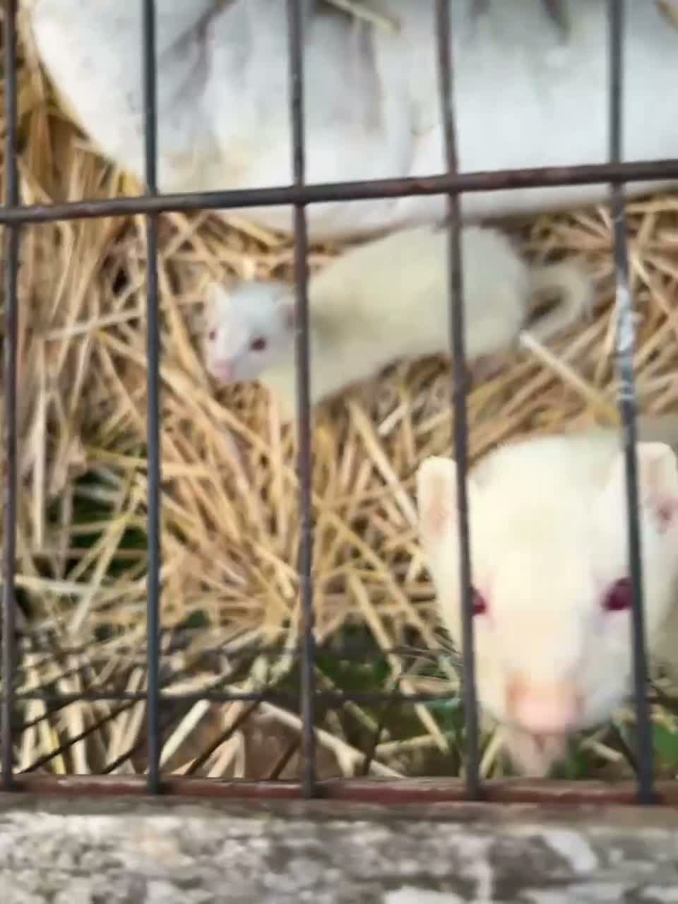 Ferret rodents for sale: kits 👀🏡 in Pontefract - Video 2