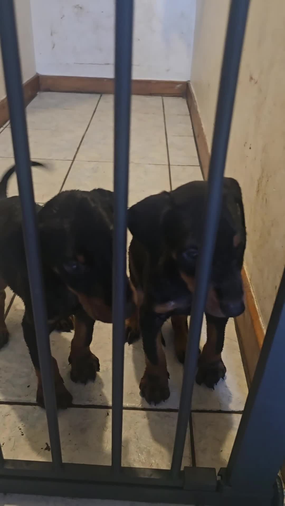 Dobermann dogs for sale: Doberman Pups - Ready now! X1 male left! - Video 1