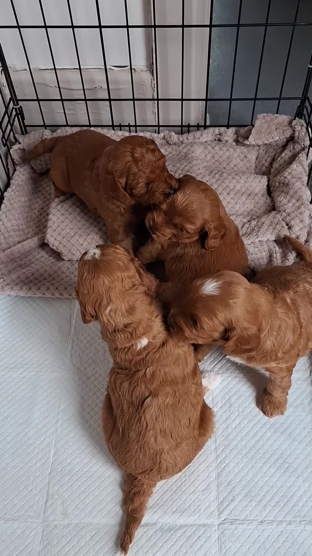 Mixed Breed dogs for sale: Cavapoo puppies  - Video 2