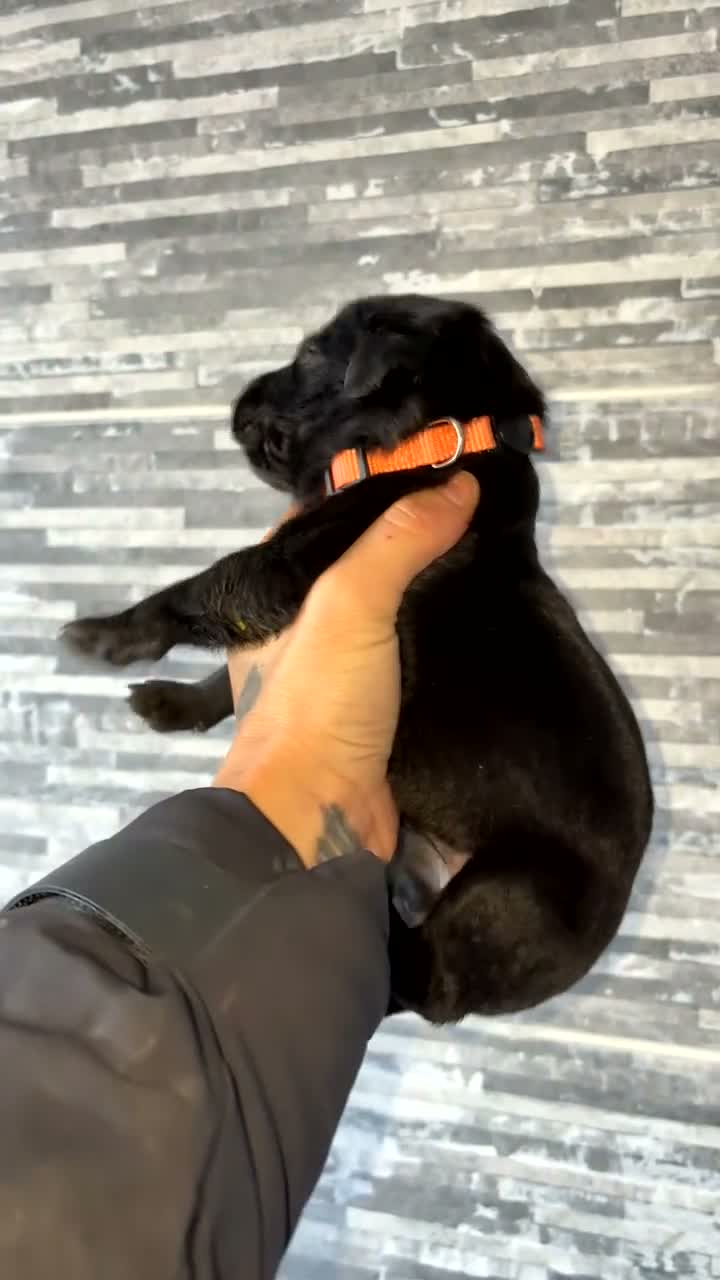 Mixed Breed dogs for sale: Weimaraner x Border collie - Video 2