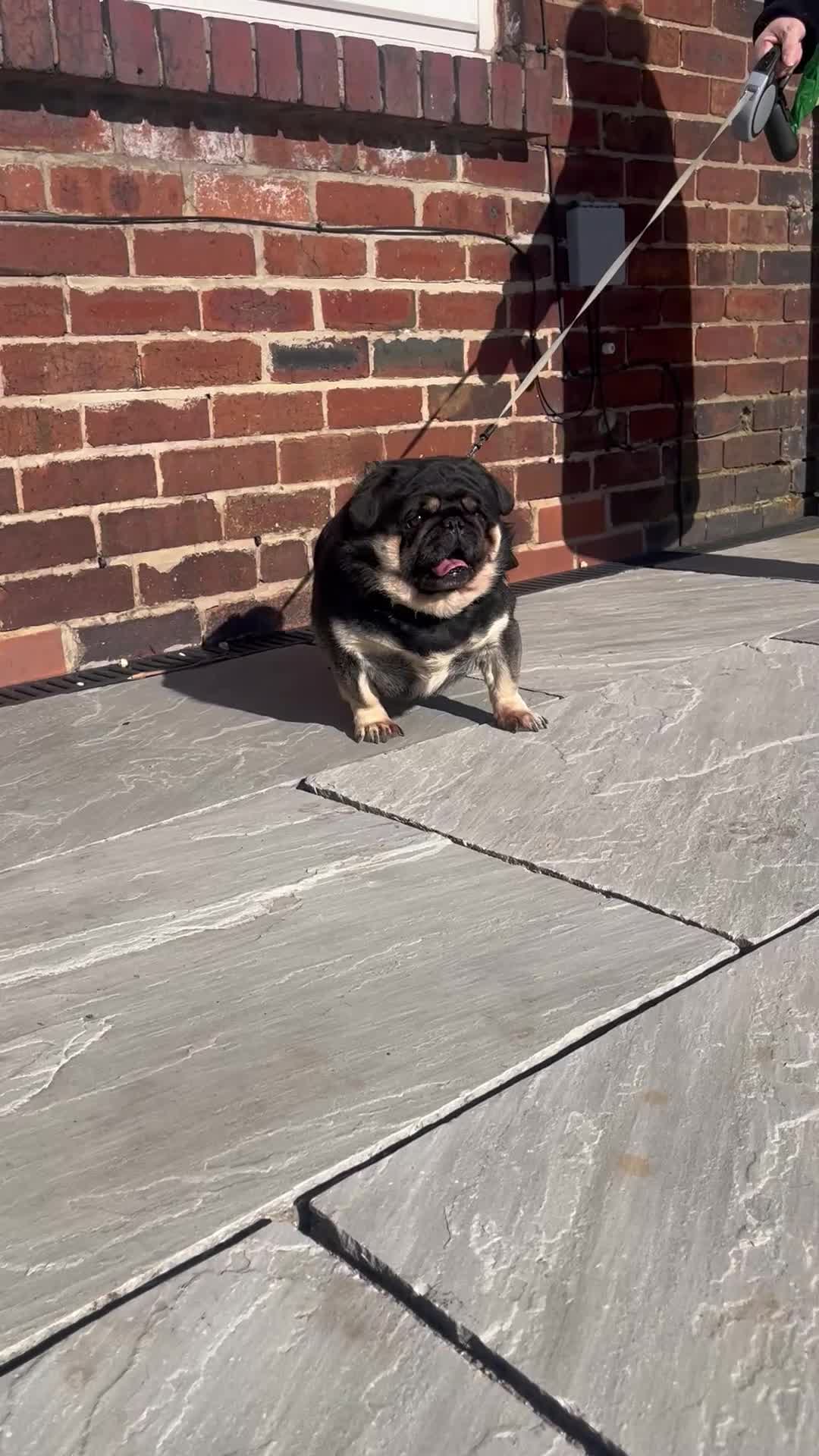 Pug dogs for stud: Black and Tan pug FREDDO 🐸🍫 - Video 1