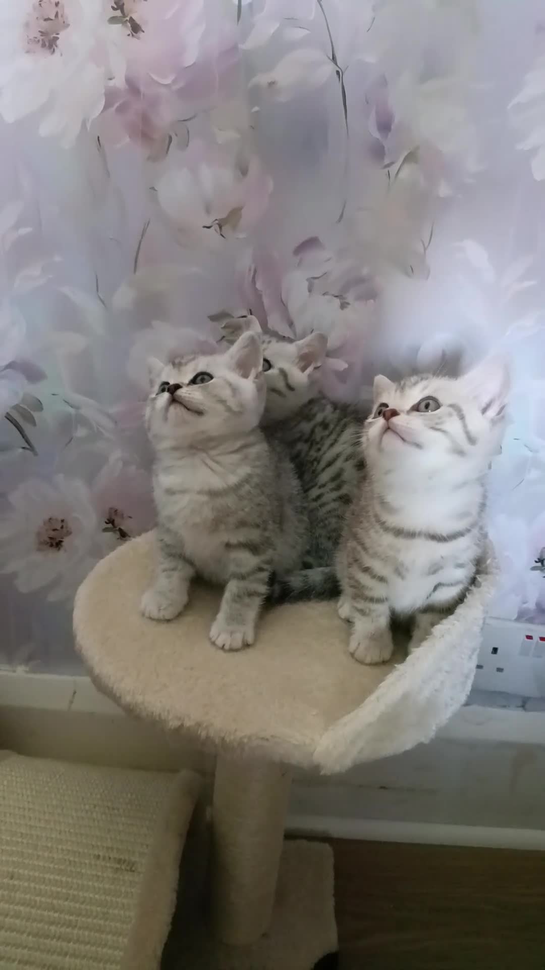 British Shorthair cats for sale: Purebred British Shorthair kittens  - Video 5