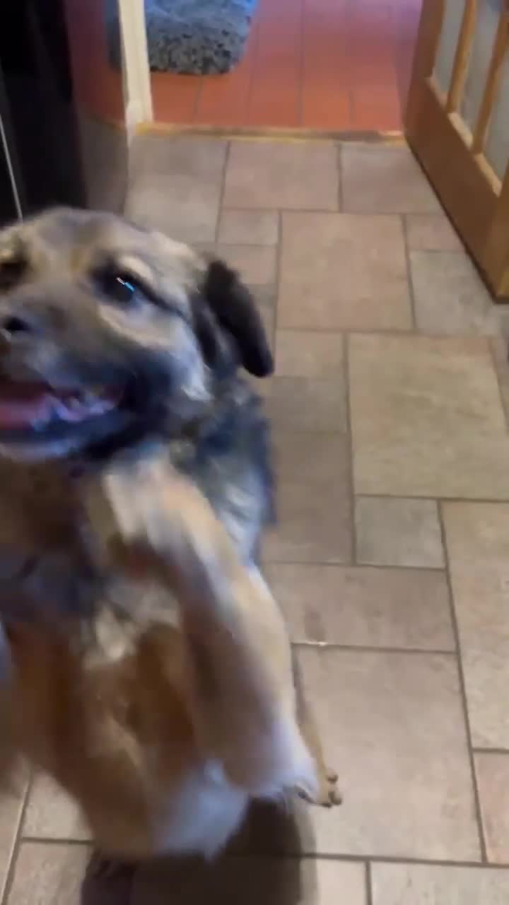 Mixed Breed dogs for adoption: Etta for adoption in Leighton Buzzard - Video 1