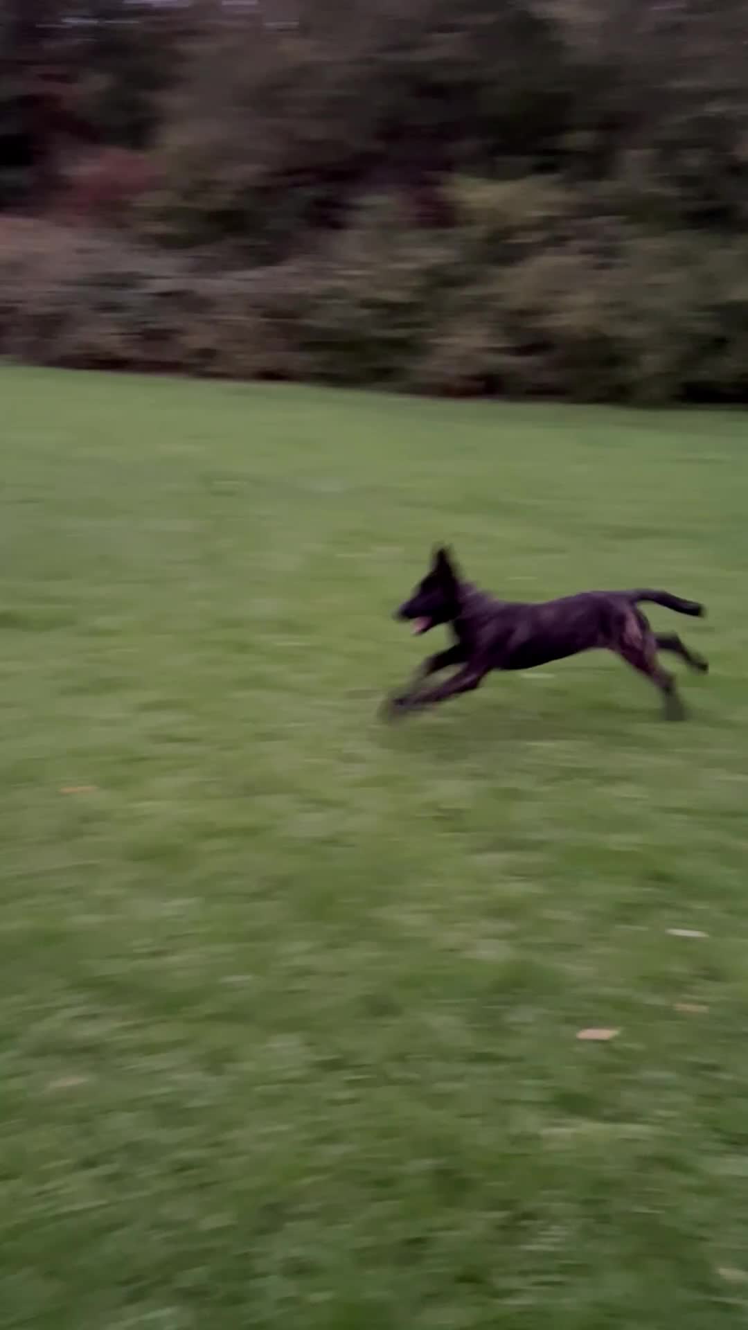 Belgian Shepherd Dog dogs for sale: DUTCH Shepherd puppies - Video 1