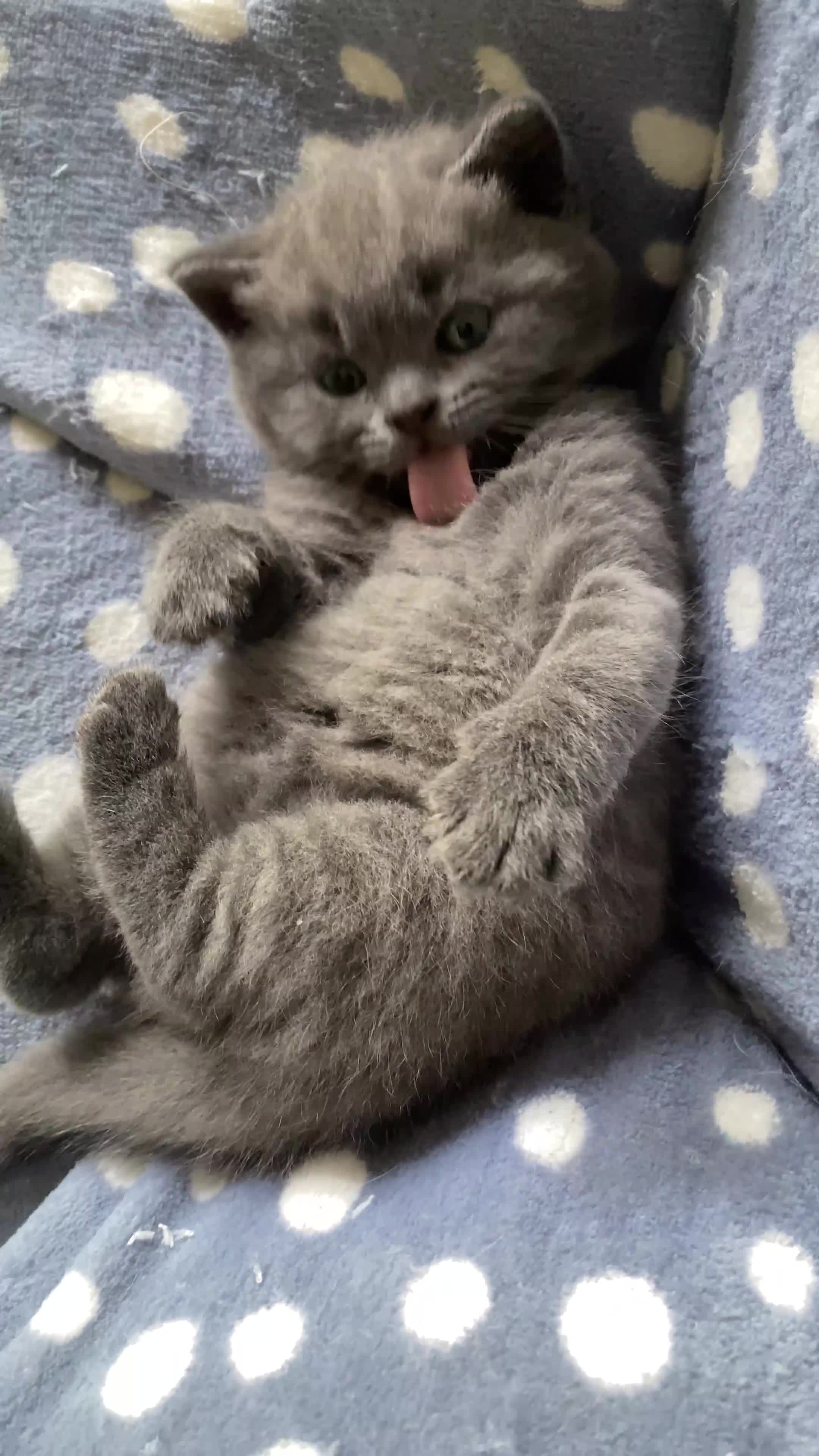 British Shorthair cats for sale: Beautiful British Shorthair Kittens  - Video 1