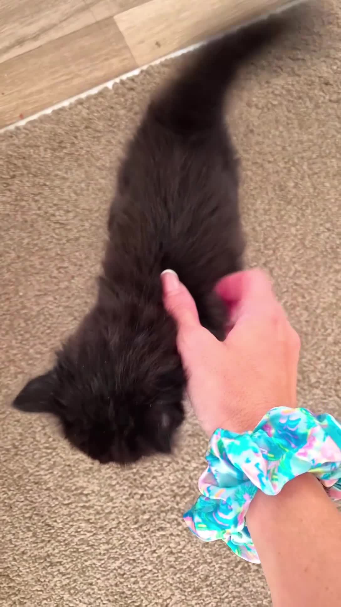Mixed Breed cats for sale: VERY FRIENDLY FLUFFY KITTENS - Video 3