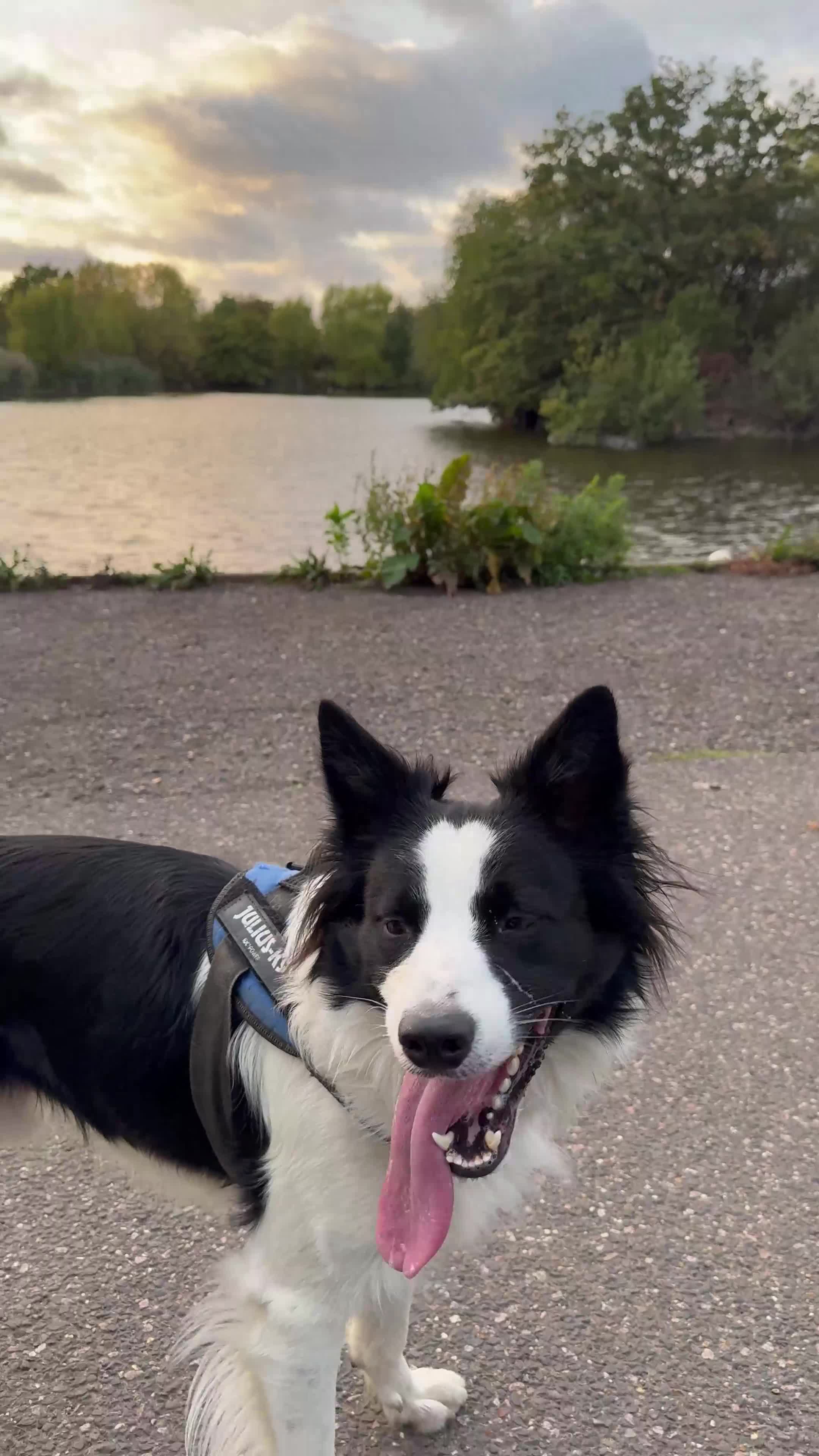 Border Collie dogs for sale: Looking for forever home for my boy - Video 1