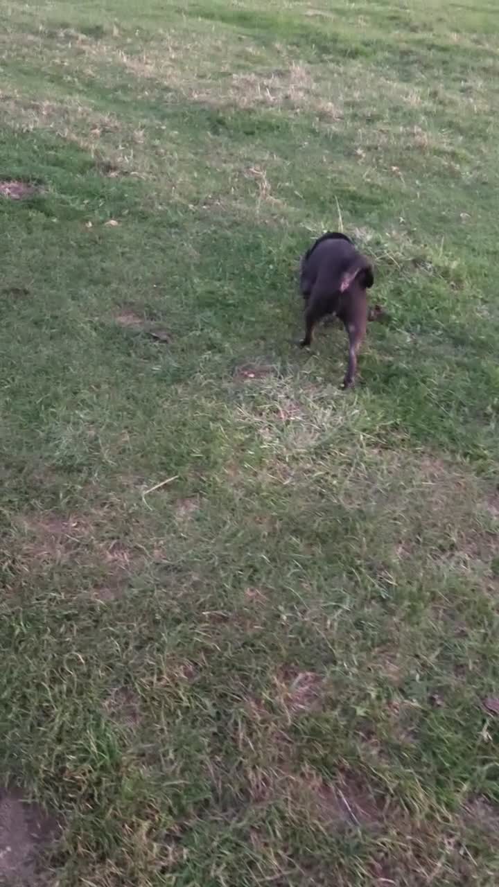 Pug dogs for sale: 4 year old pug  in Gloucester - Video 1