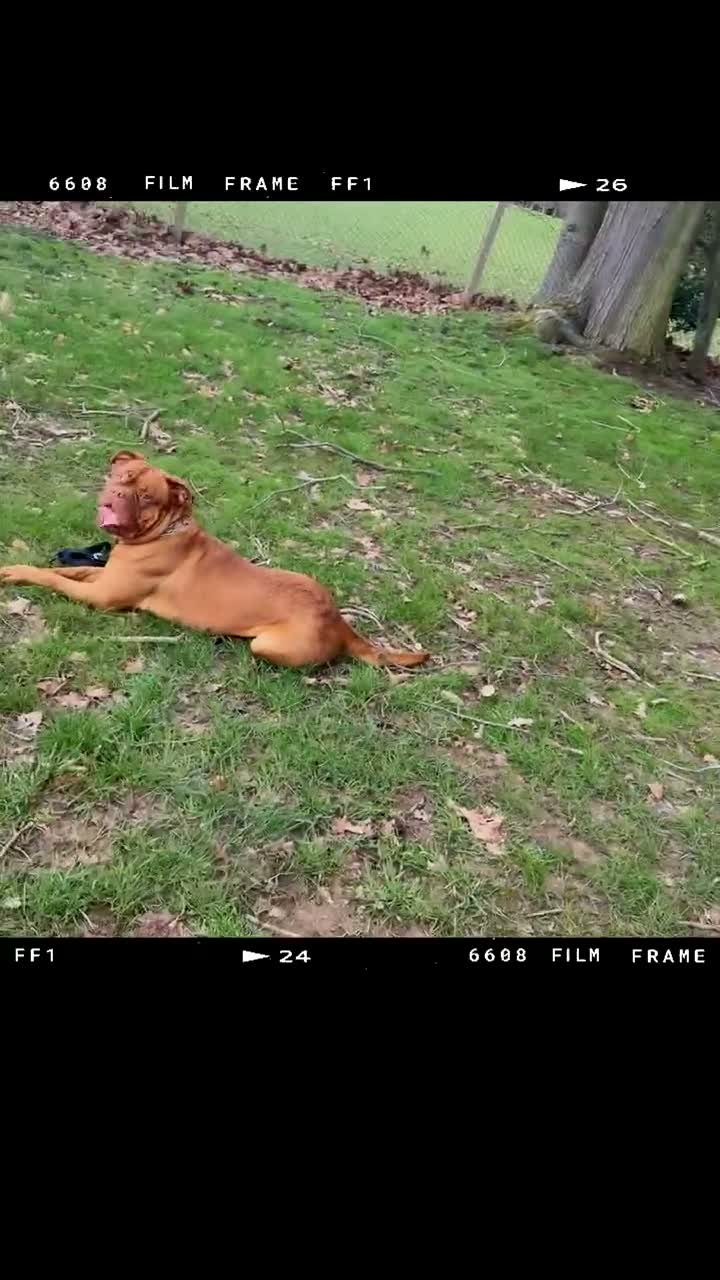 Dogue De Bordeaux dogs for sale: Beautiful 2 year old dogue de Bordeaux  - Video 1