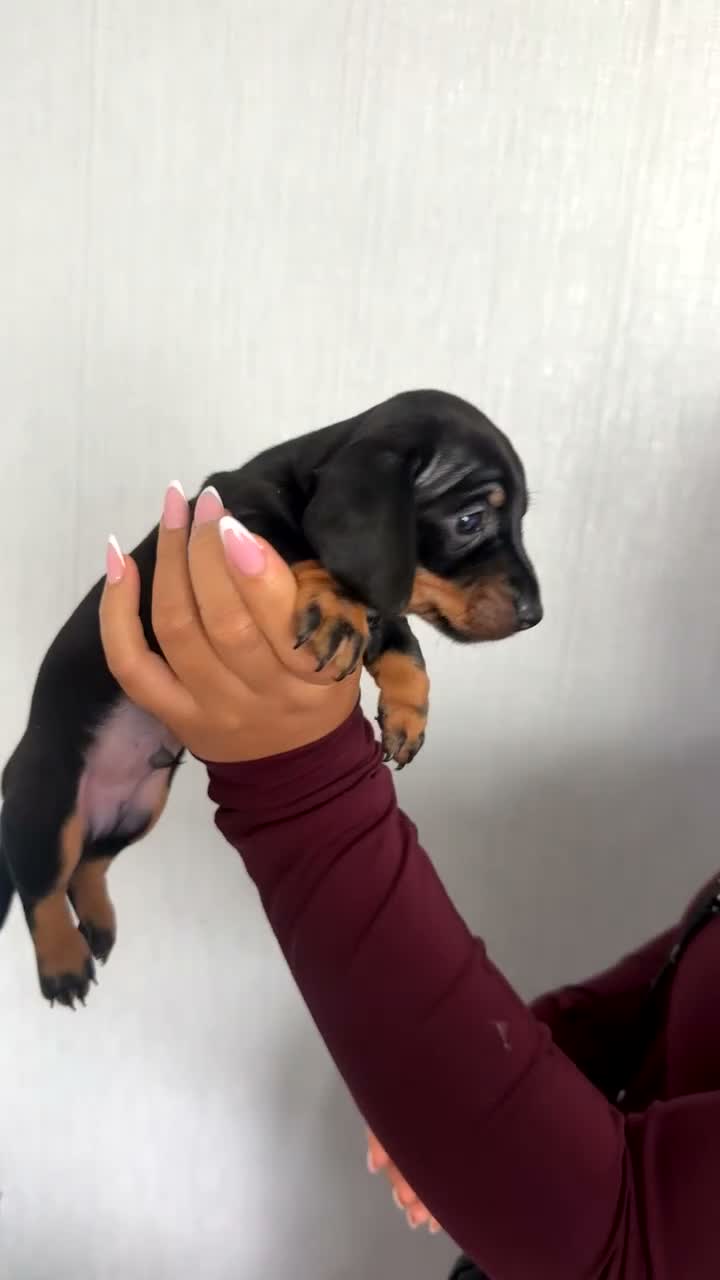 Miniature Dachshund dogs for sale: Miniature dachshunds  - Video 4