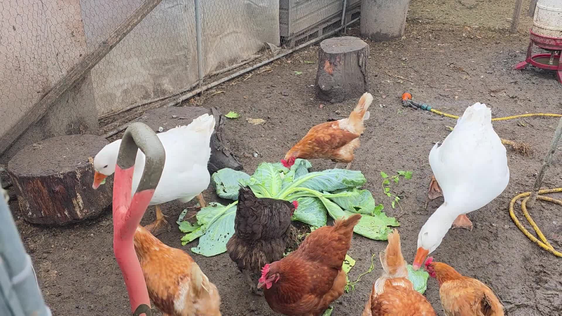 Geese poultry for sale: Embden geese  in Nottingham - Video 2