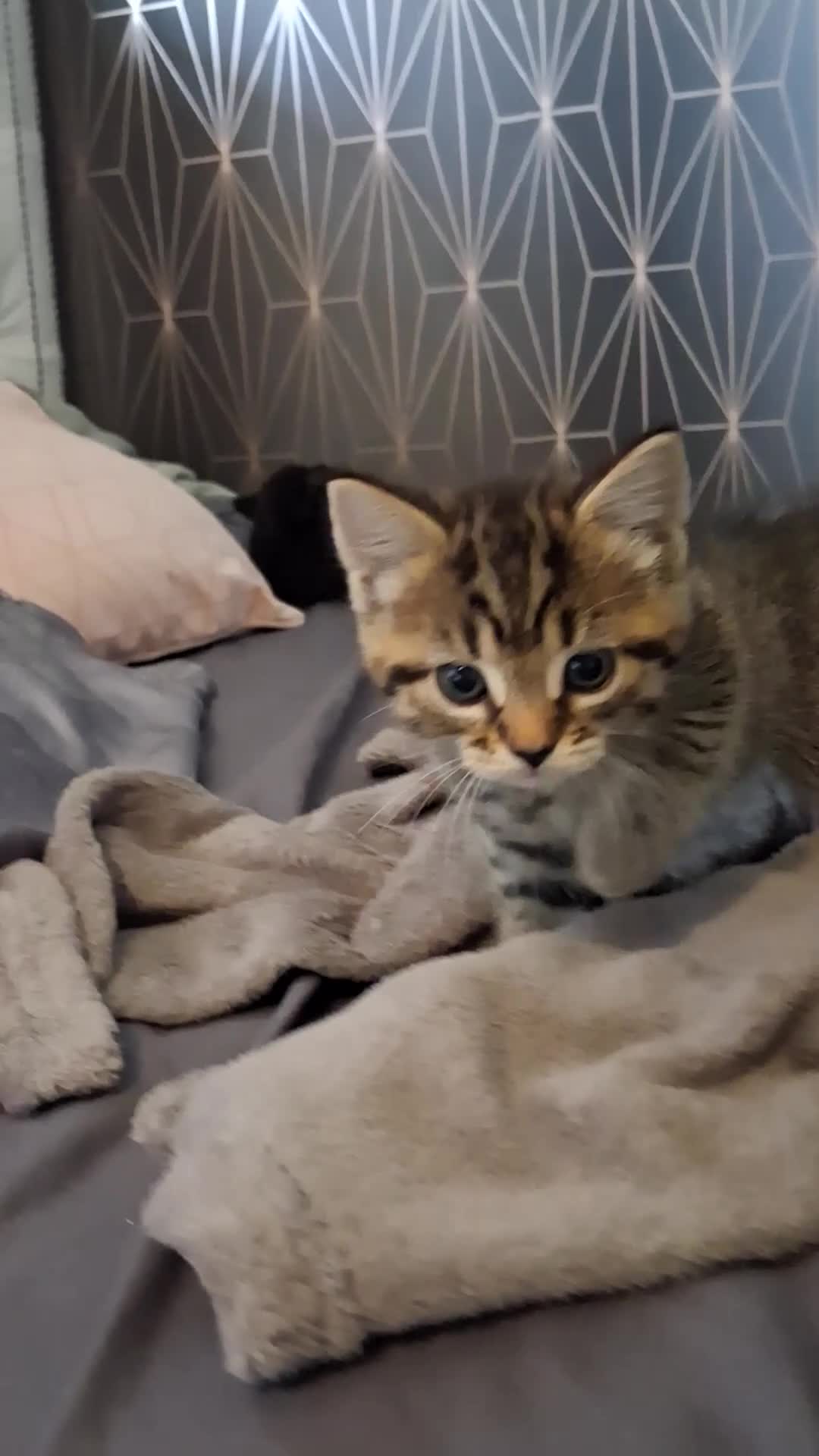 Mixed Breed cats for sale: Stunning mixed breed kittens   - Video 2