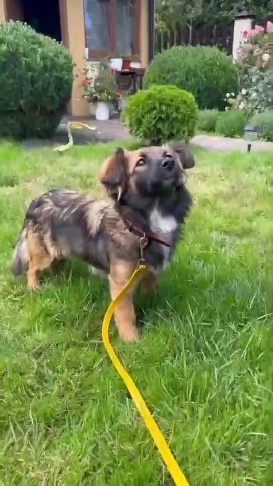 Mixed Breed dogs for adoption: 💖🐶 JENNY 🐶💖 - Video 1