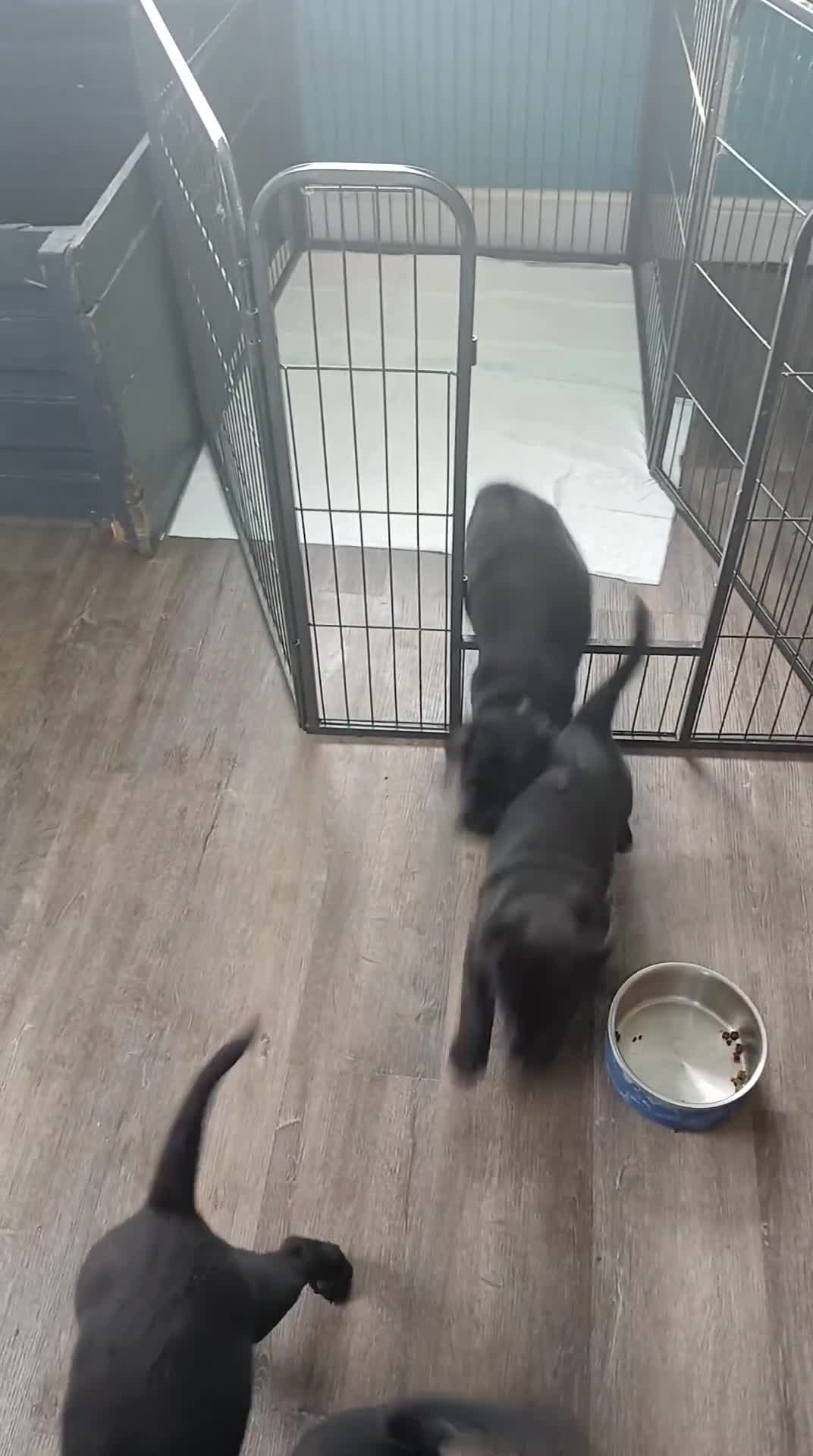 Labrador Retriever dogs for sale: 4 Health checked  Labrador pups  - Video 2