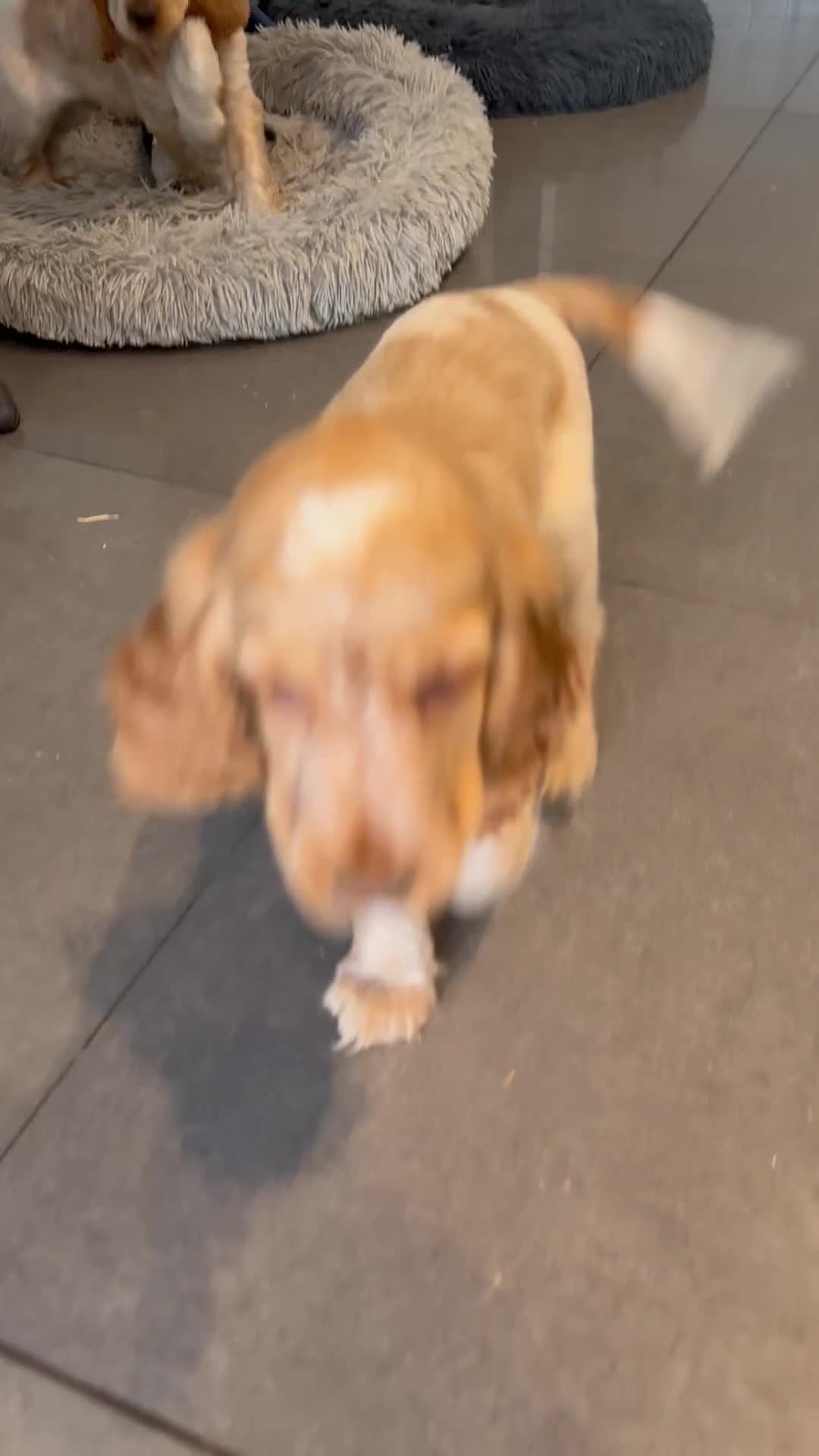 Cocker Spaniel dogs for sale: Stunning KC Pedigree Show type Cocker Spaniels - Video 2