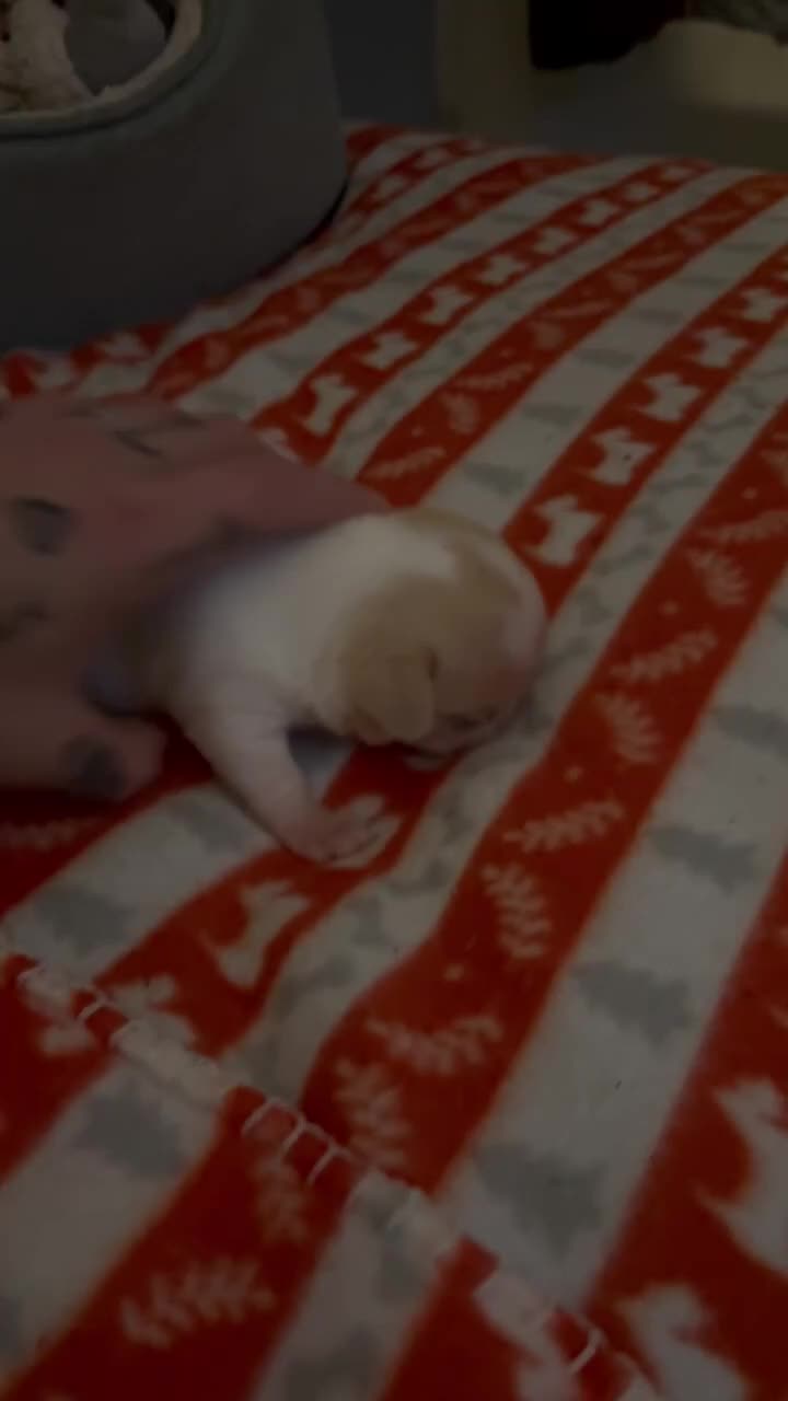 Chihuahua dogs for sale: Kc registered chihuahua pups  - Video 4