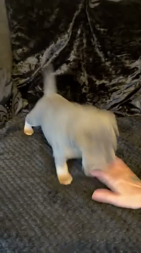 Staffordshire Bull Terrier dogs for sale: KC Reg Staffordshire Bull Terriors  - Video 1