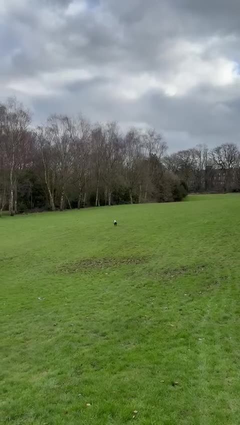 Cocker Spaniel dogs for sale: Cocker Spaniel Puppy  - Video 2