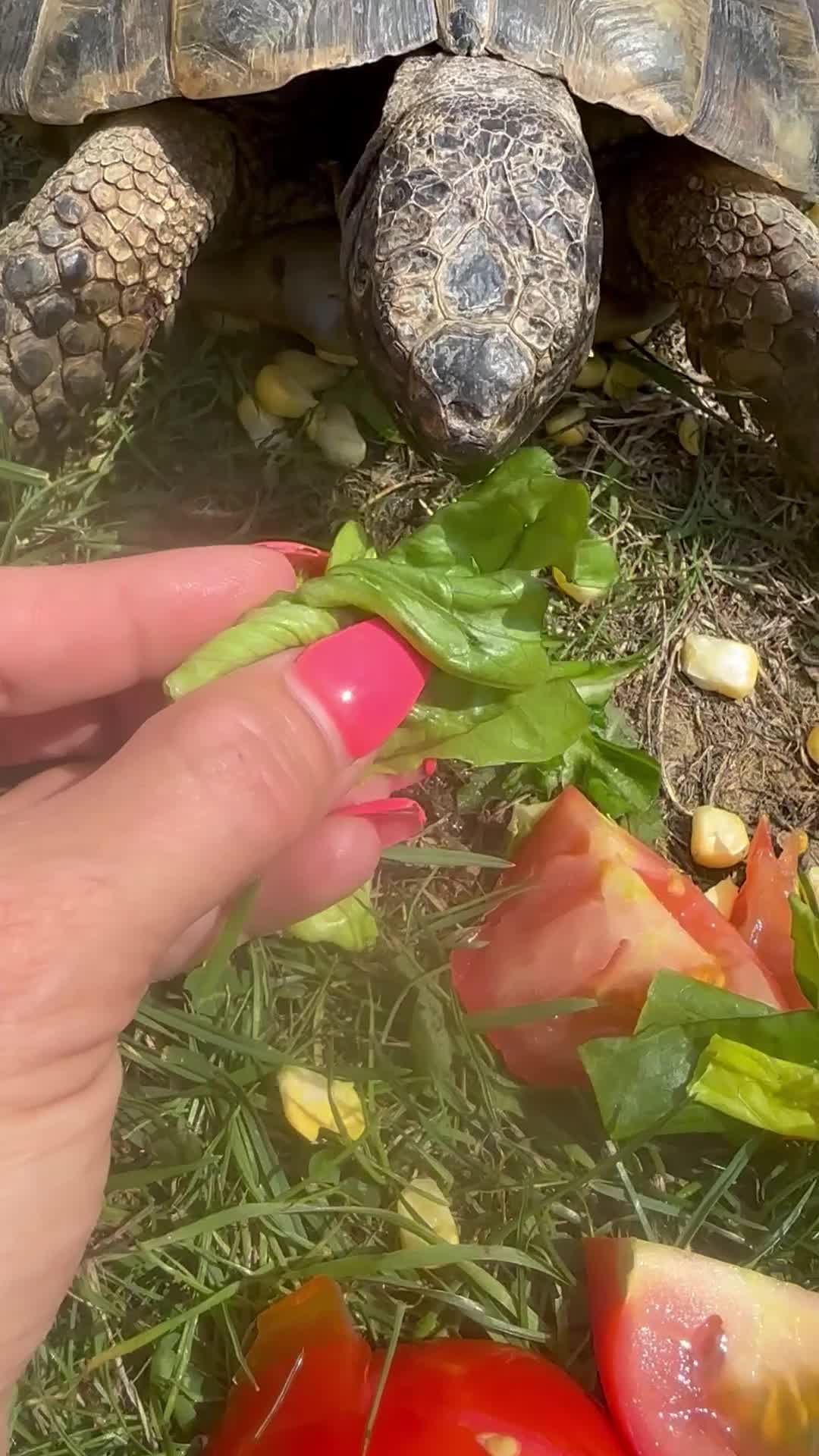 Tortoise reptiles for sale: Fertile female 20 years old Spur thigh  - Video 2
