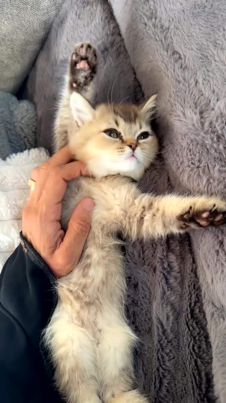 British Shorthair cats for sale: Rare blue golden  - Video 1