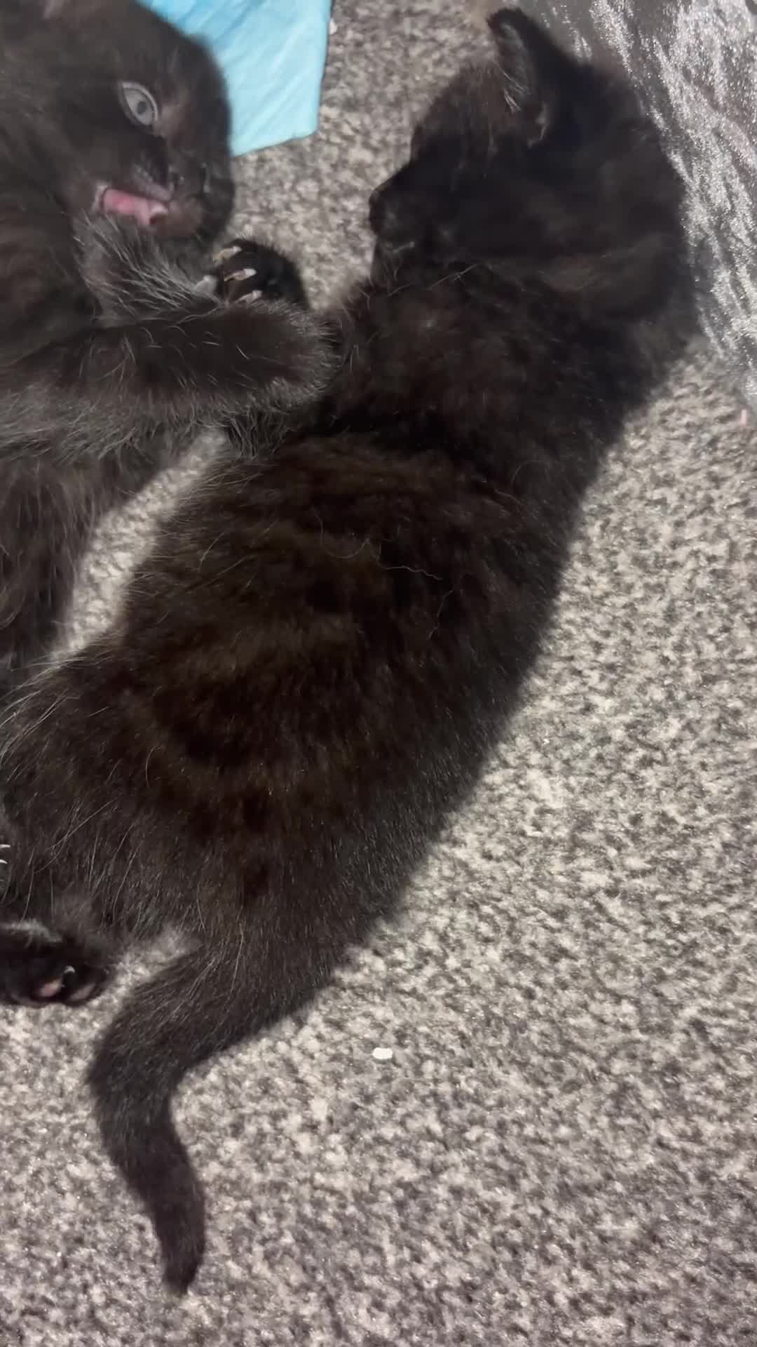 Mixed Breed cats for sale: One female kitten left :)  in Abingdon - Video 2