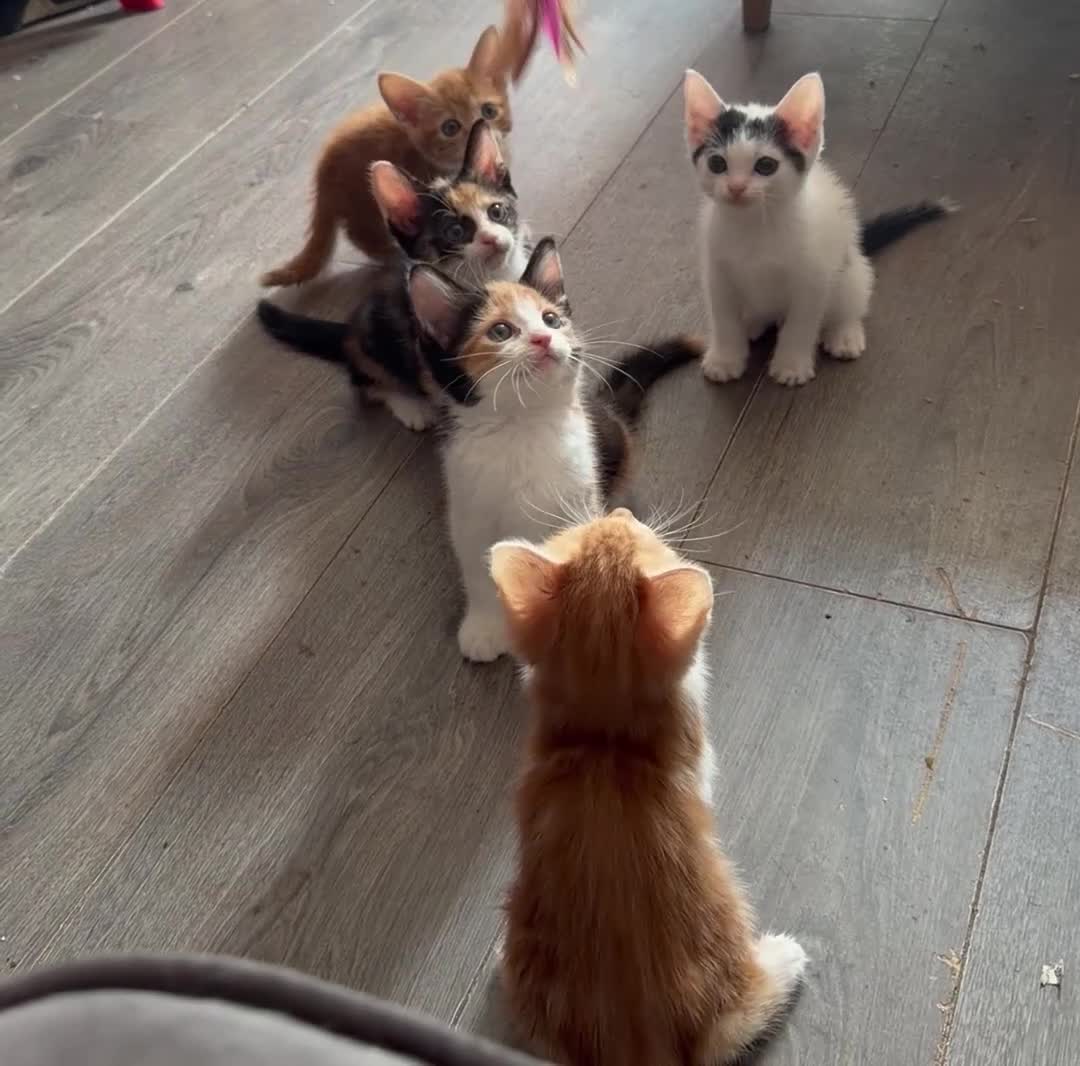 Mixed Breed cats for sale: 5 beautiful kittens - Video 1