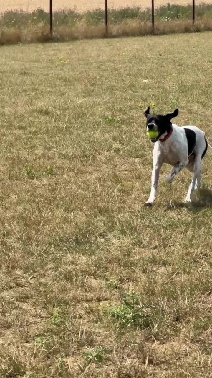 Pointer dogs for sale: Rufus: A Youthful 9-Year-Old English Pointer  - Video 4