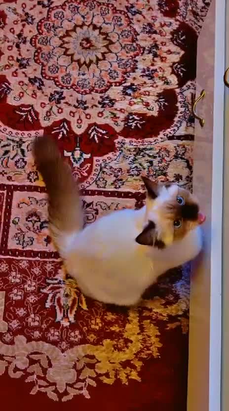 Ragdoll cats for sale: Gentle & Pure Ragdoll Looking for a Loving Family - Video 2