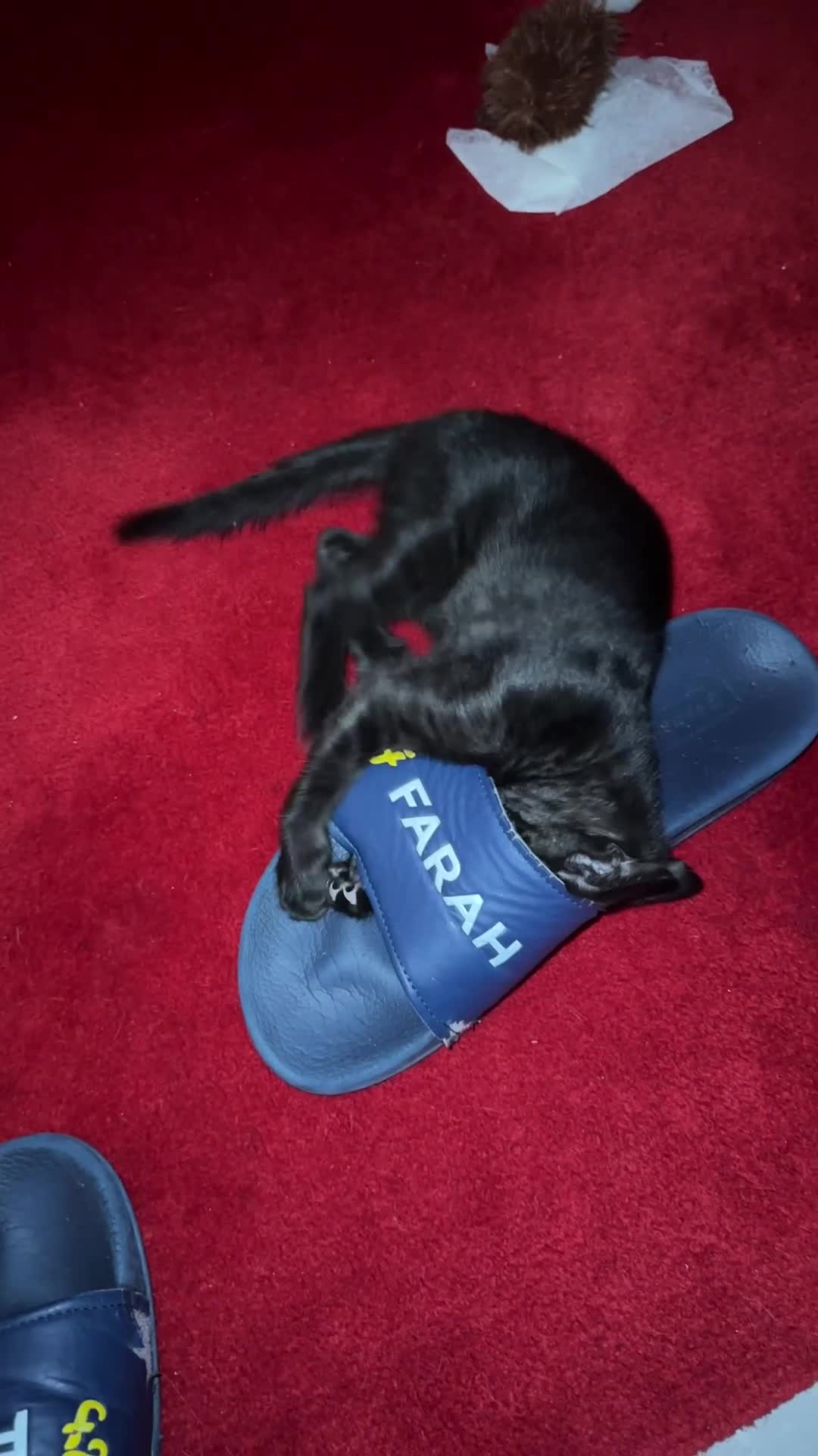 Savannah cats for sale: Stunning F3 Savannahs Last spotted girl - Video 2