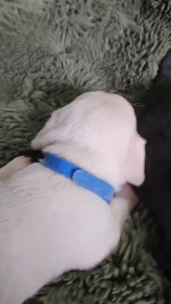 Mixed Breed dogs for sale: 4 week old French bullhuahua puppies. in Alford - Video 1