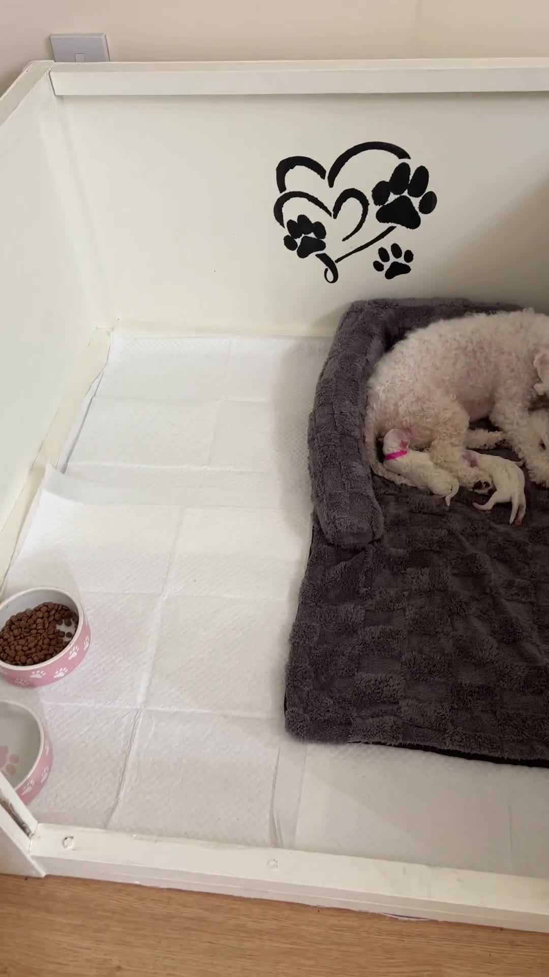 Bichon Frise dogs for sale: Pure Bichon frise for sale in Bromsgrove  in Bromsgrove - Video 1