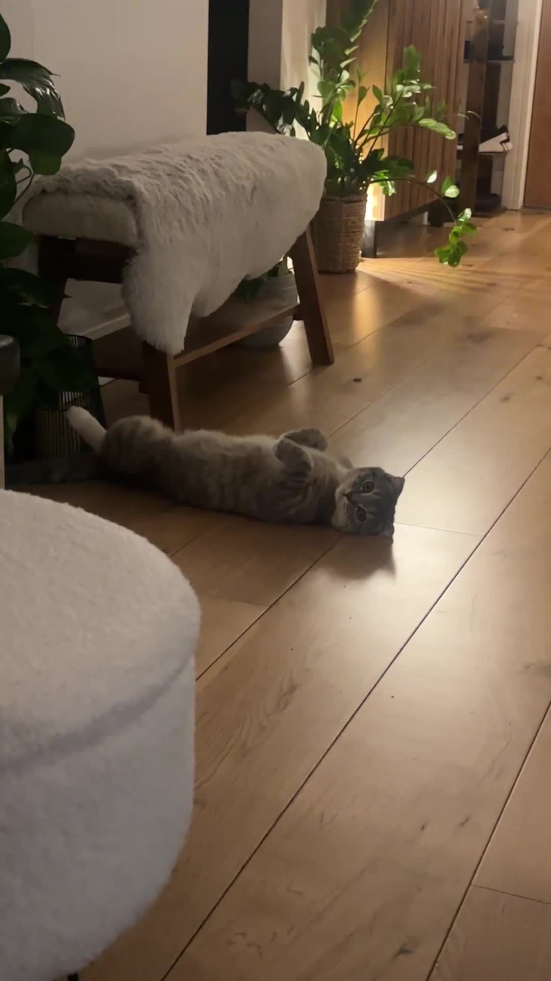 Scottish Fold cats for sale: Scottish fold Looking for a New Forever Home - Video 2