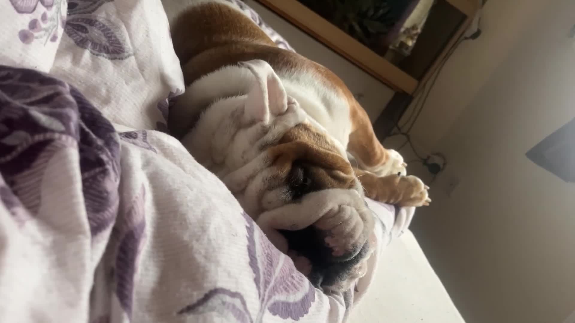 English Bulldog dogs for sale: british bulldog 4 year old female  - Video 1