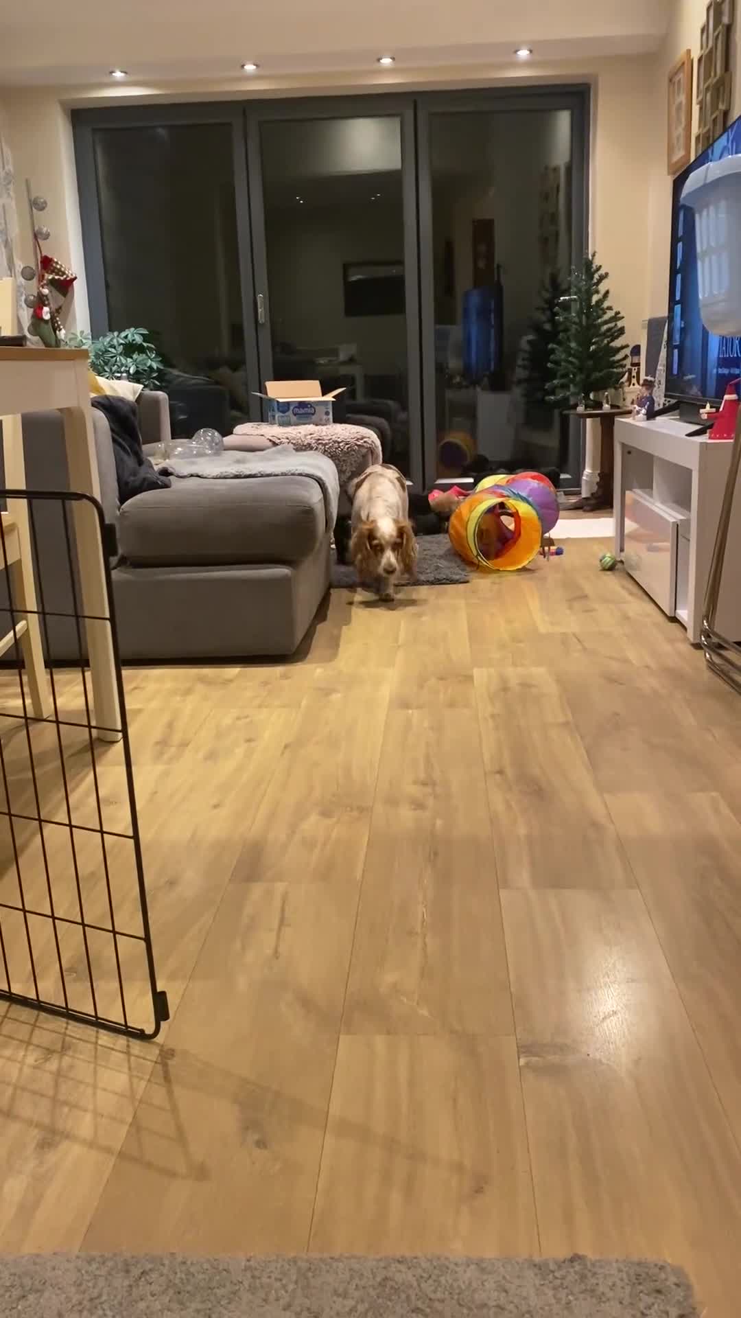 Cocker Spaniel dogs for sale: Cocker Spaniel Puppies - Video 2