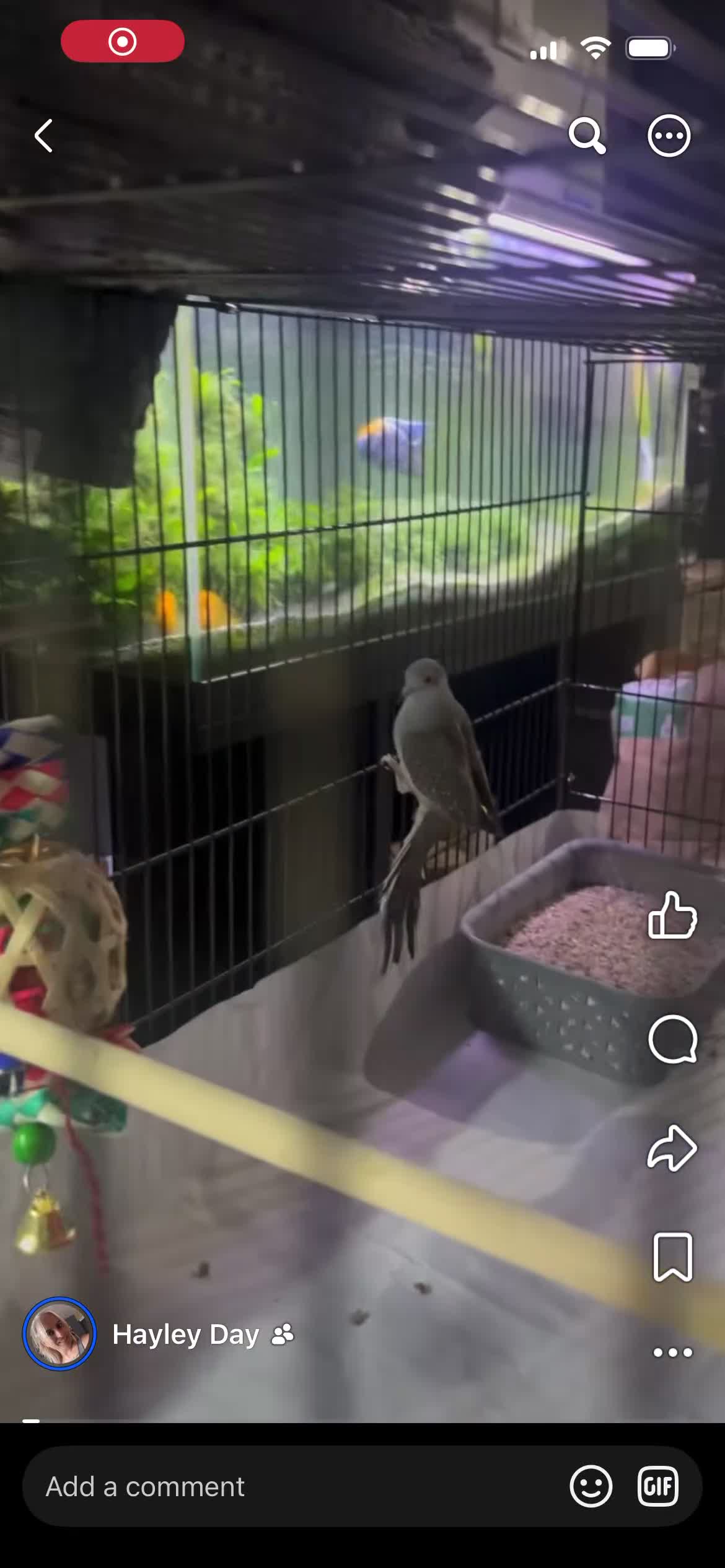 Mixed Breed birds for sale: Female budgies, Love birds and diamond dove in Scunthorpe - Video 2
