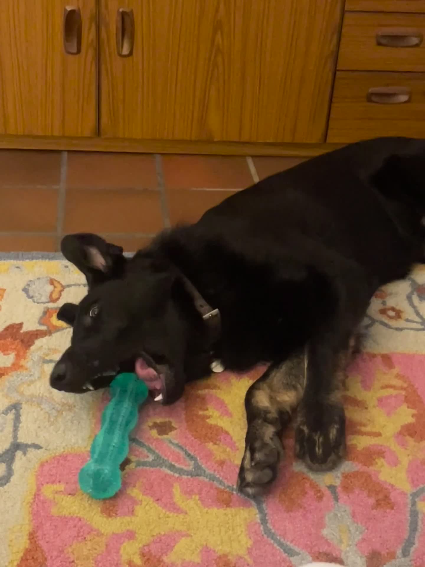 German Shepherd dogs for sale: 5 month German Shepard- working line  - Video 3