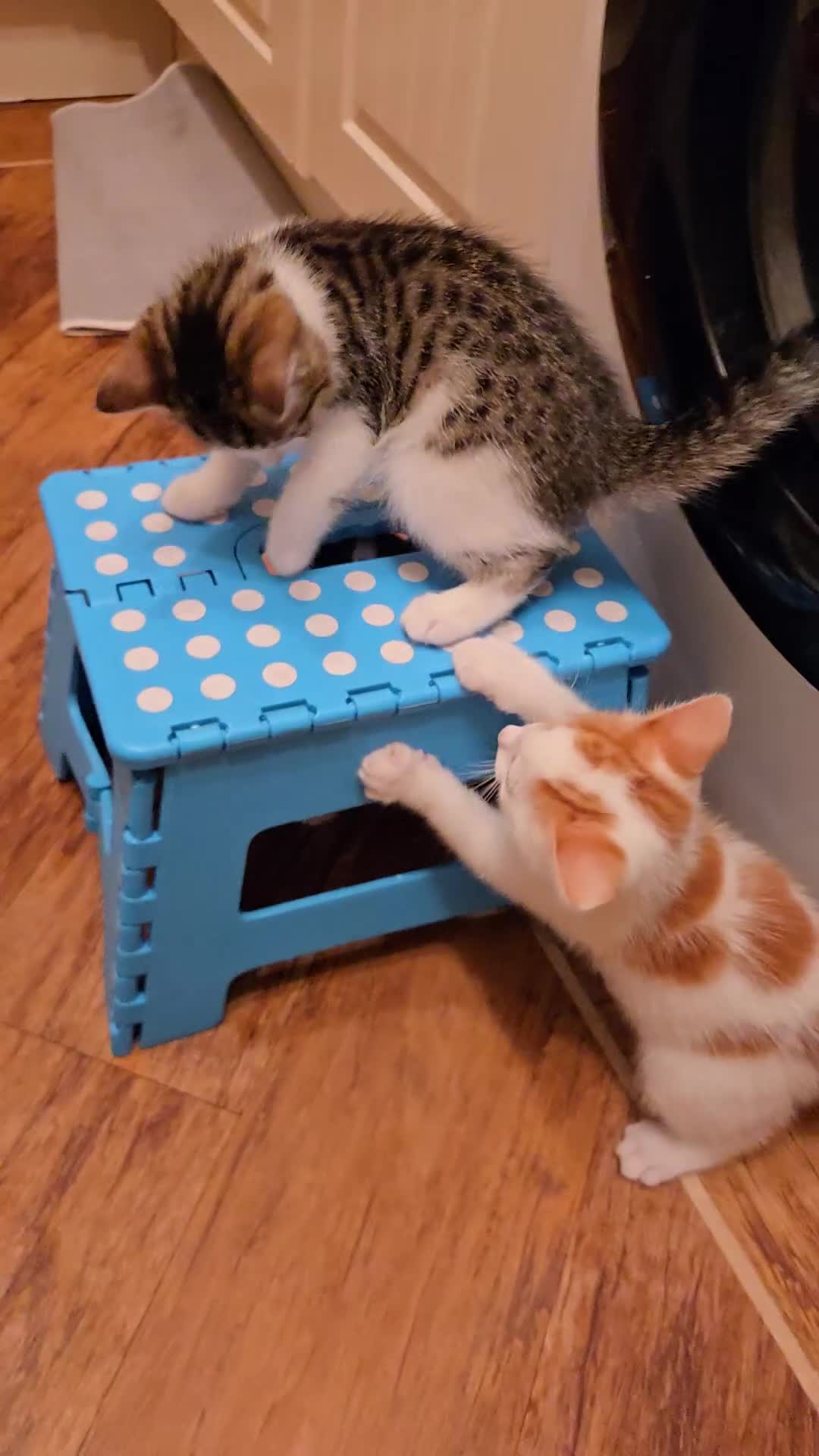 Mixed Breed cats for sale: 3 beautiful playful kittens ready for rehome - Video 3