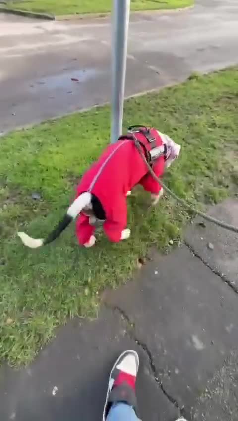 Mixed Breed dogs for adoption: 💙Ghost💙 12 yo rescued from horrific conditions - Video 2